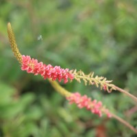 <i>Indigofera hirsuta</i>  L.